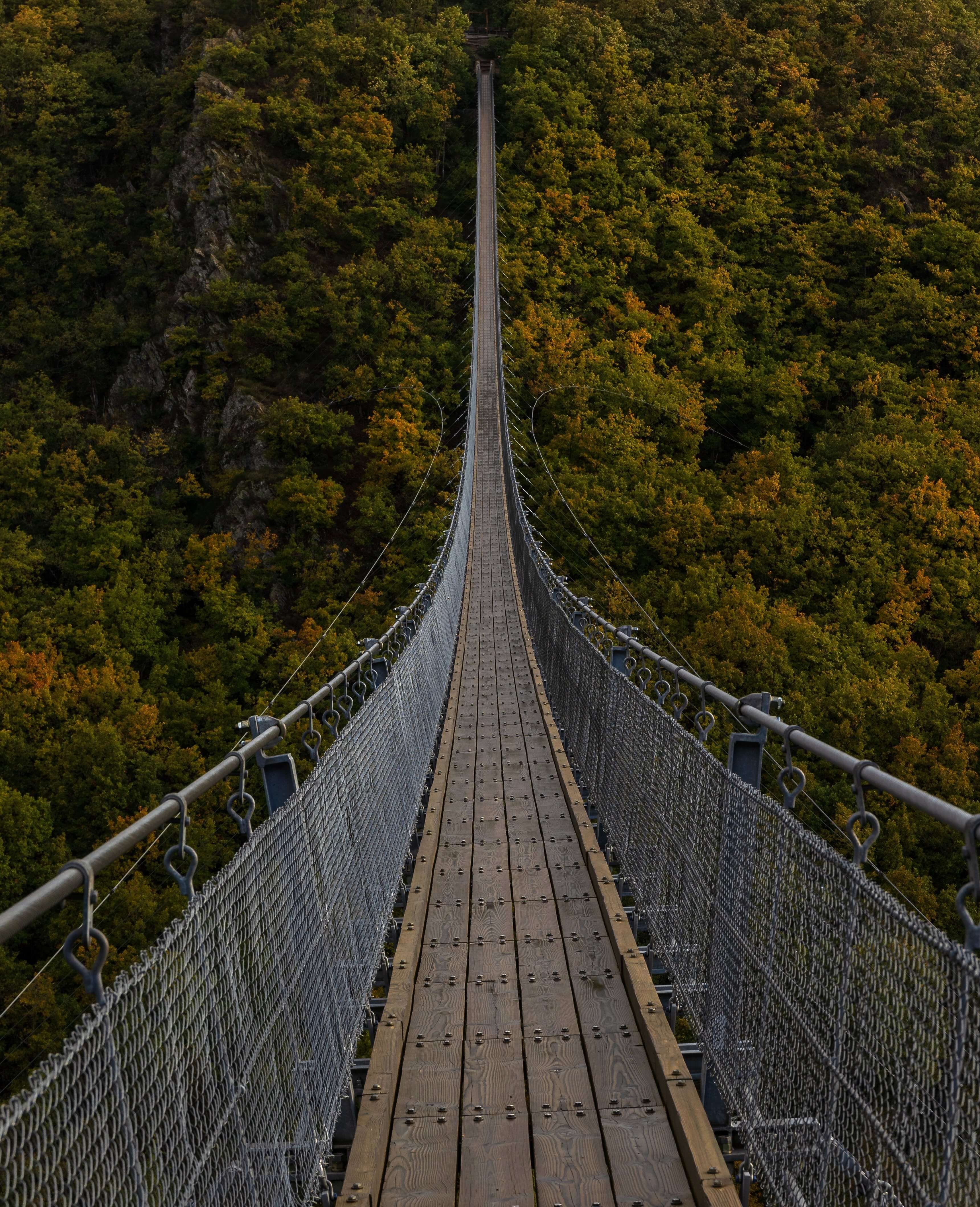 Photo of a very, very long bridge stretching over top of a forest